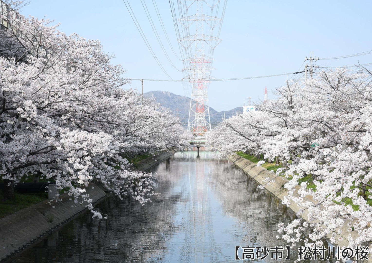 【高砂市】松村川の桜